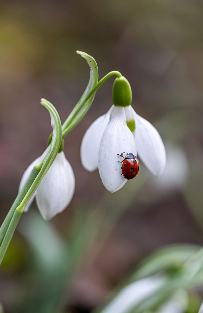 Photo d'origine : un perce-neige avec une toute petite coccinelle posée sur un pétale