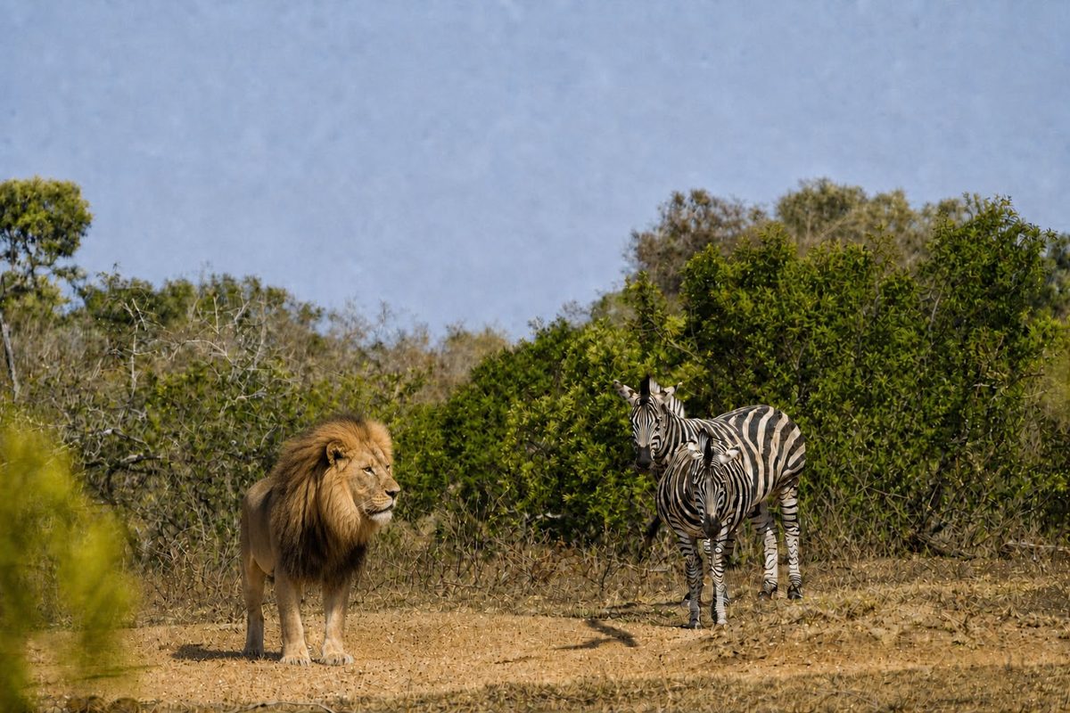Scène de savane où un lion a été ajouté à côté d'un zèbre