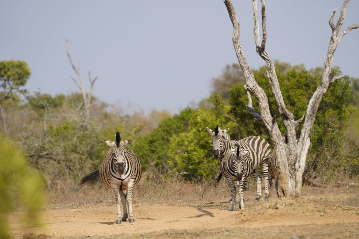 Photo d'origine : des zèbres près d'un arbre mort dans la savane